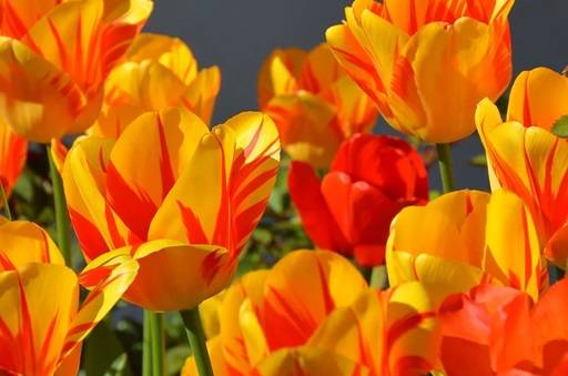 Tulip fiery orange and red colour